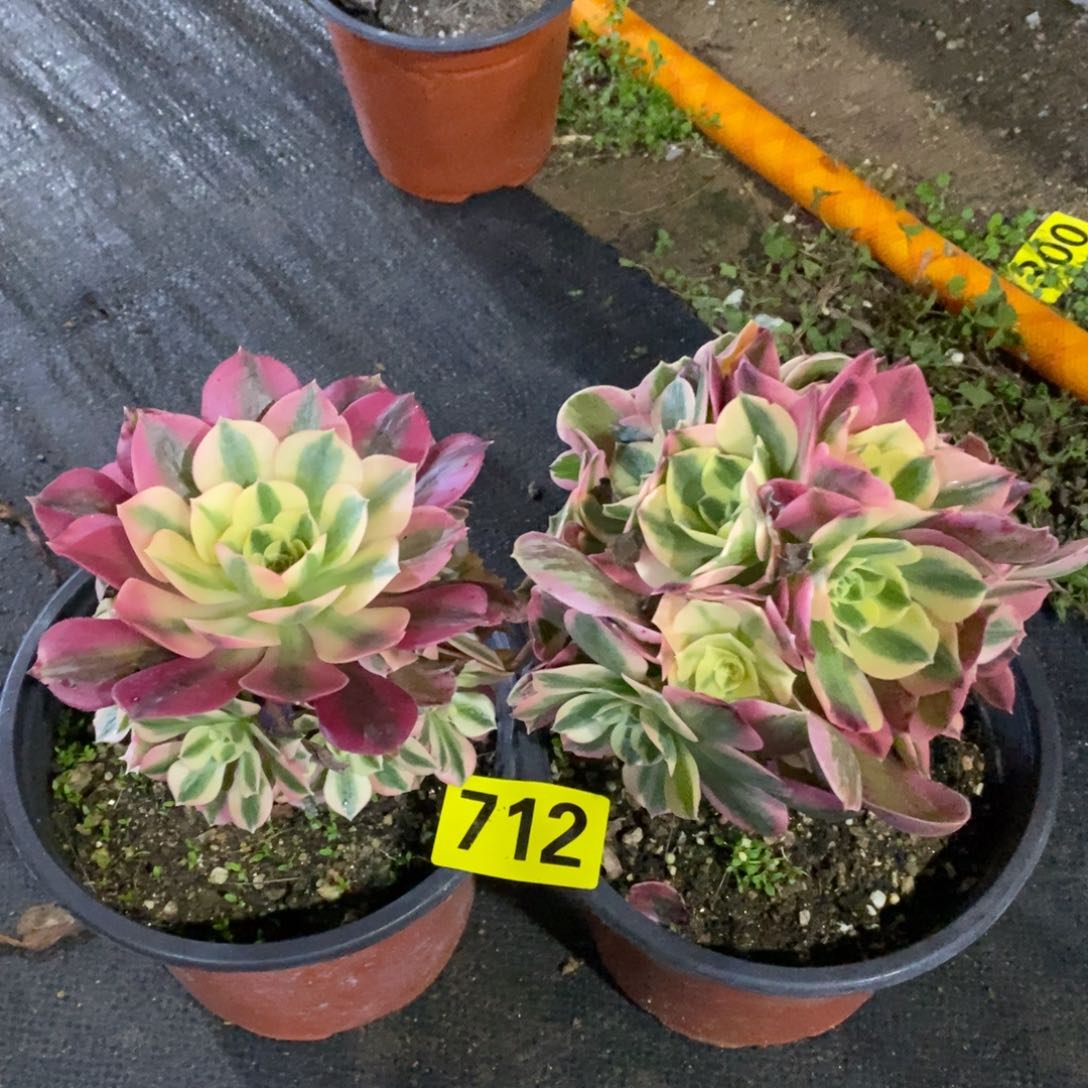 粉女郎两颗多肉法师