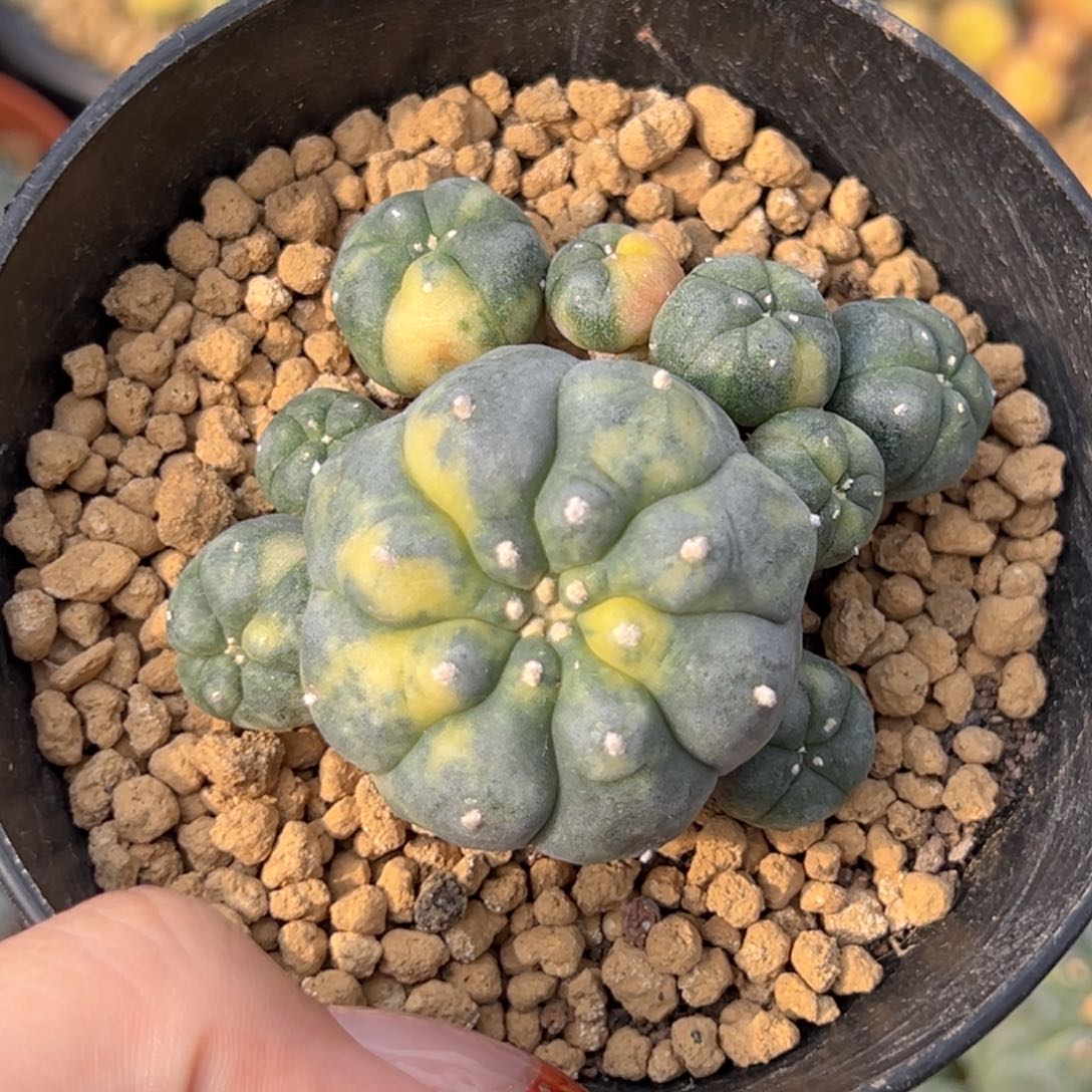 m513超散瓣锦群带盆