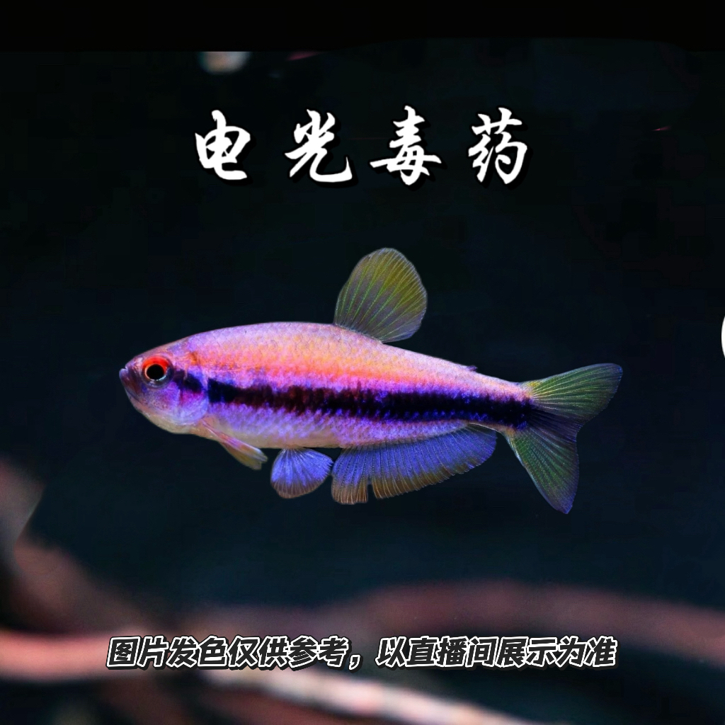电光DY淡水观赏鱼小型热带鱼好养耐活小彤水族灯鱼灯科鱼