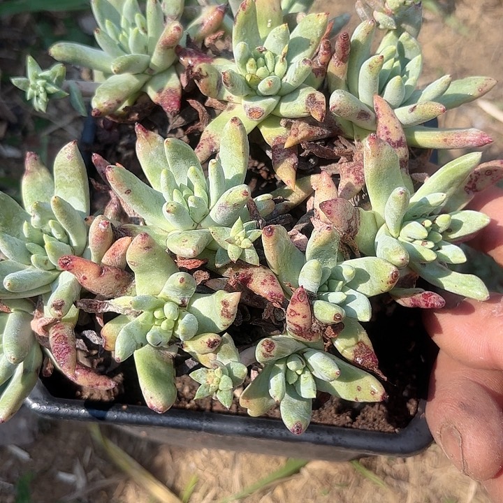 仙女杯多肉植物提取