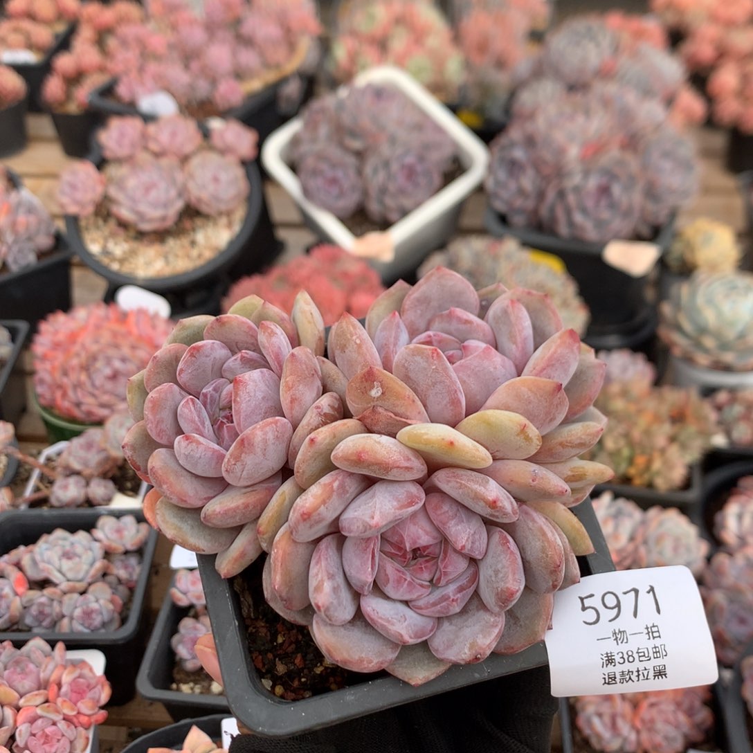 11.5厘米三头长腿紫皮星影 5971