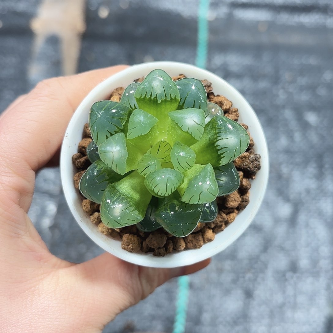翠冰玉露多肉植物（特价）