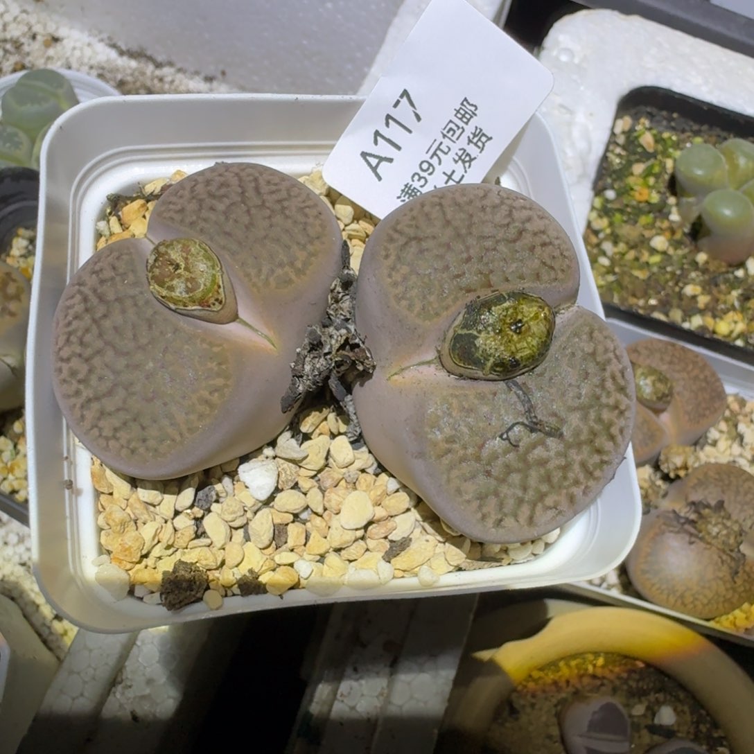 127多肉哈哈哈哈哈哈