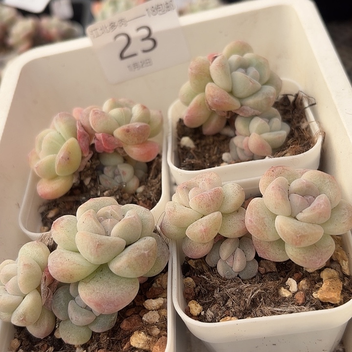 23 号多肉到手1框一物一拍
