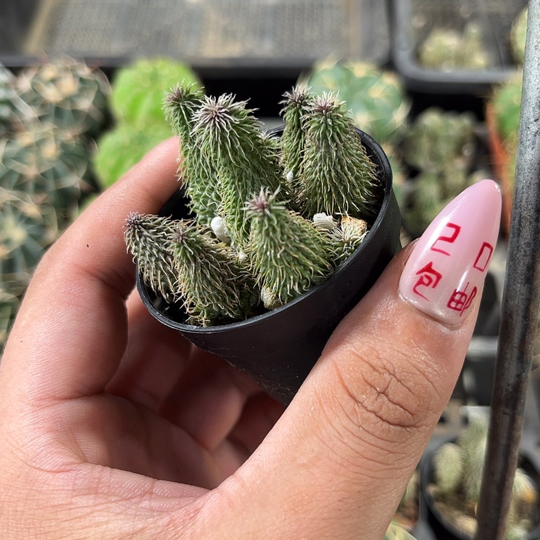 阿修罗单头发货有根
