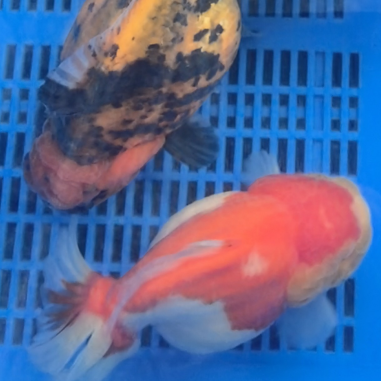 冷水淡水好养耐活的泰狮将军金鱼观赏鱼颜色随机（微瑕疵介意）