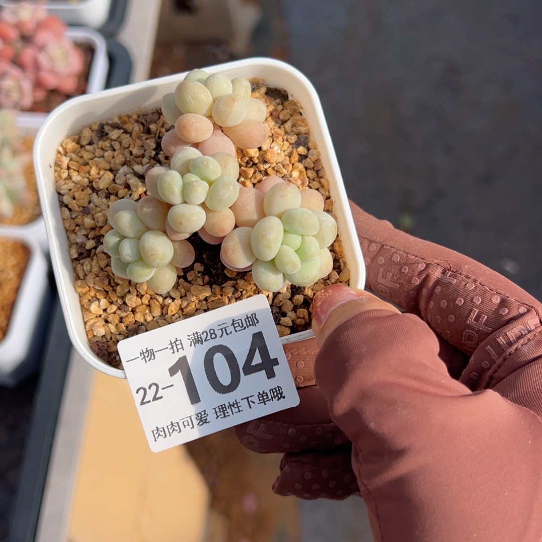 珍妮手指多肉多肉多肉