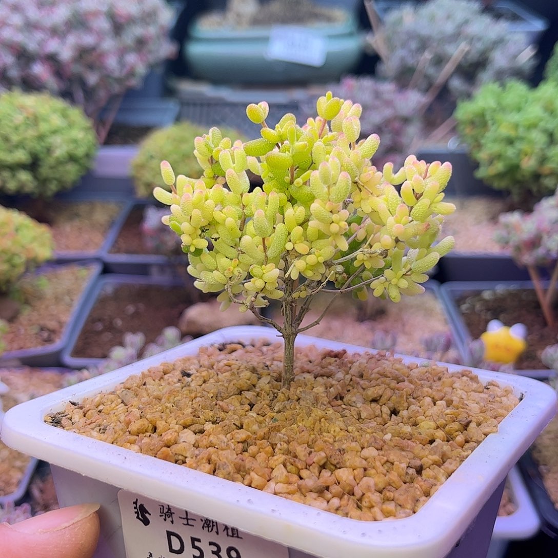 539米粒锦枝干番杏