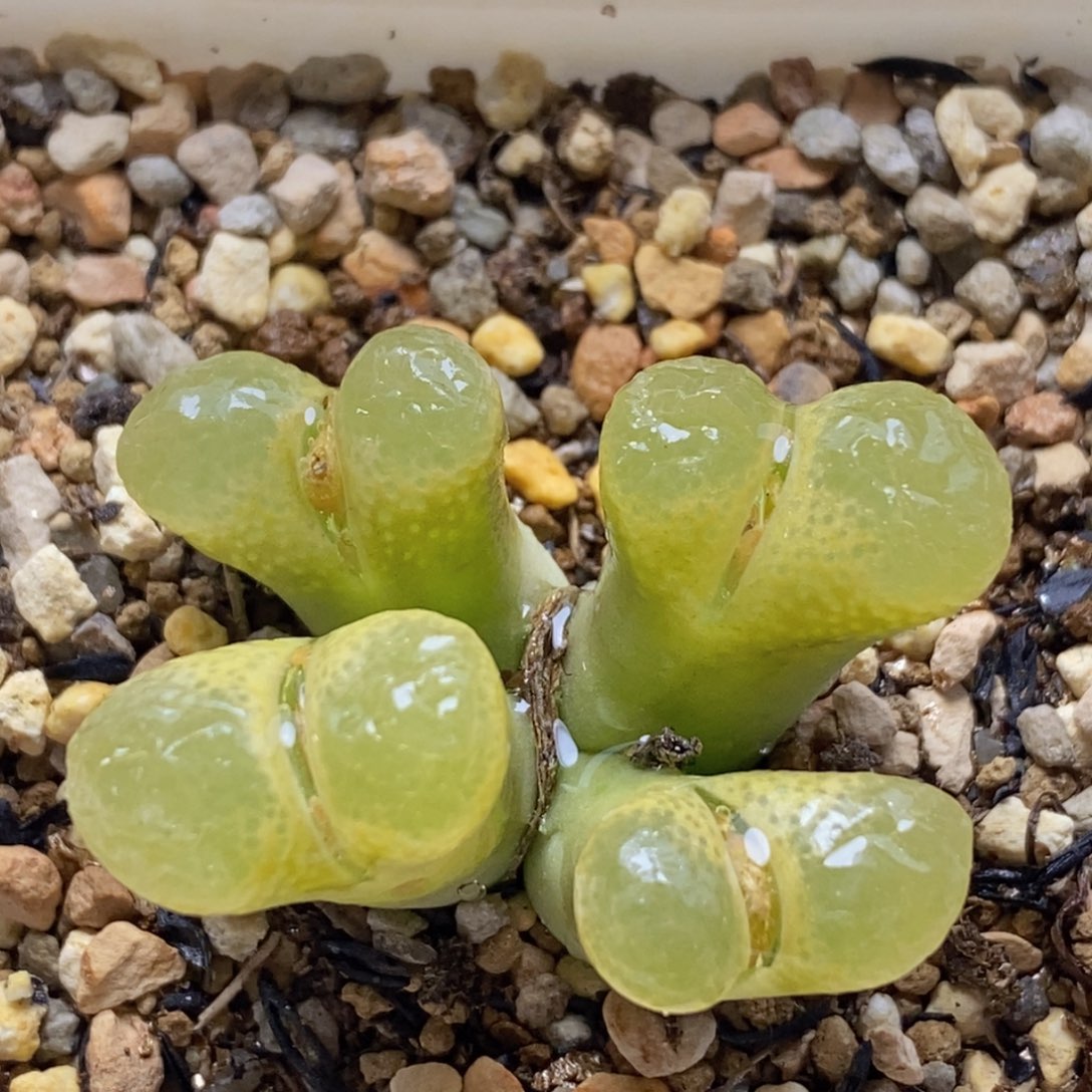 开播福利四头群生风灵子