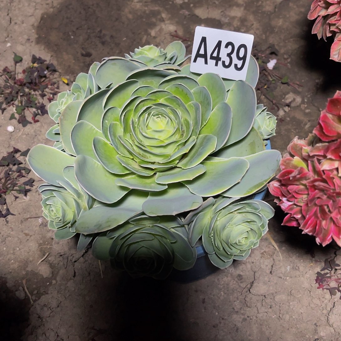 玫瑰玫瑰15//16包邮