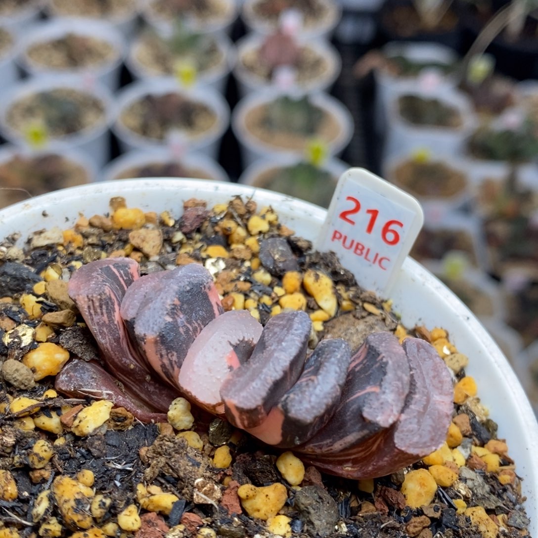 216号浮藻玉扇锦多肉