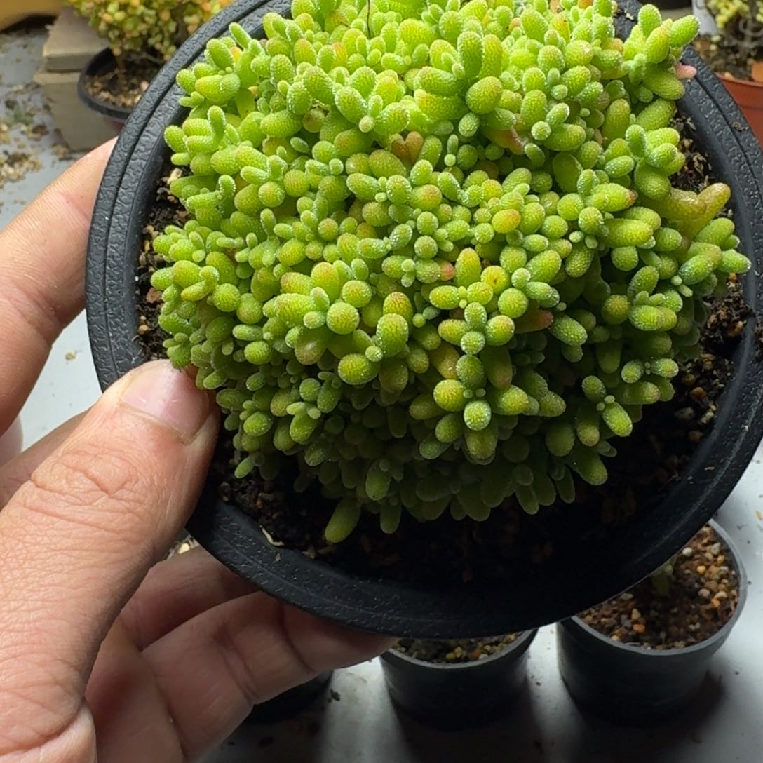 蜜橘 多肉植物枝干番杏