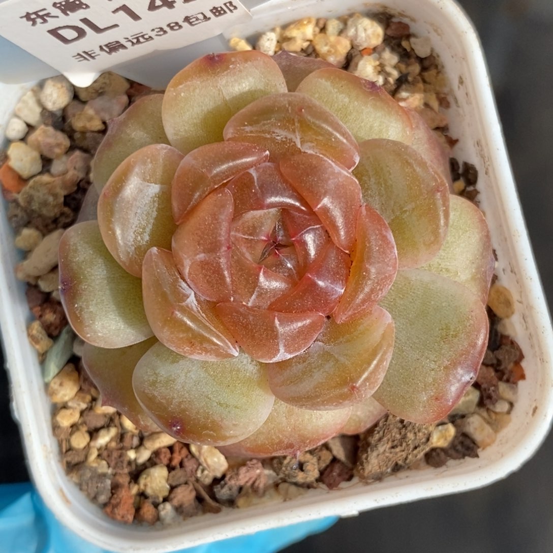 142东篱下多肉植物盆栽