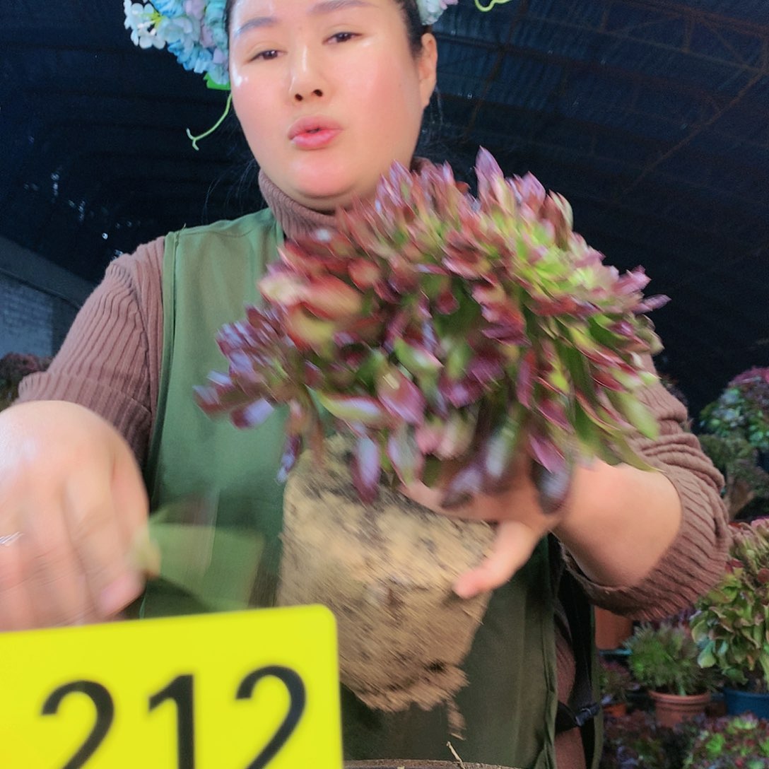 柒哥多肉精品不包断侧枝212