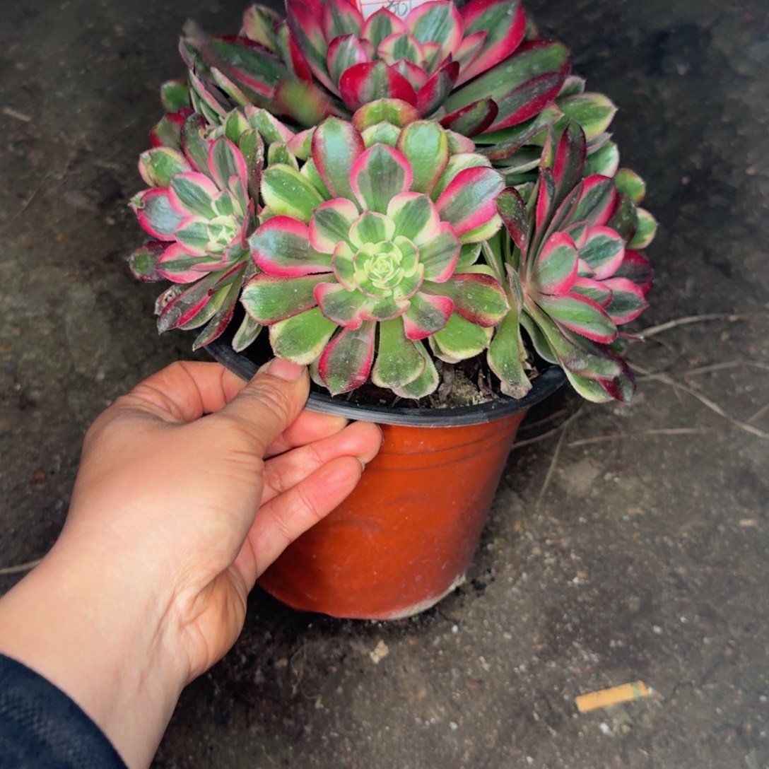 801瑶光。多肉植物