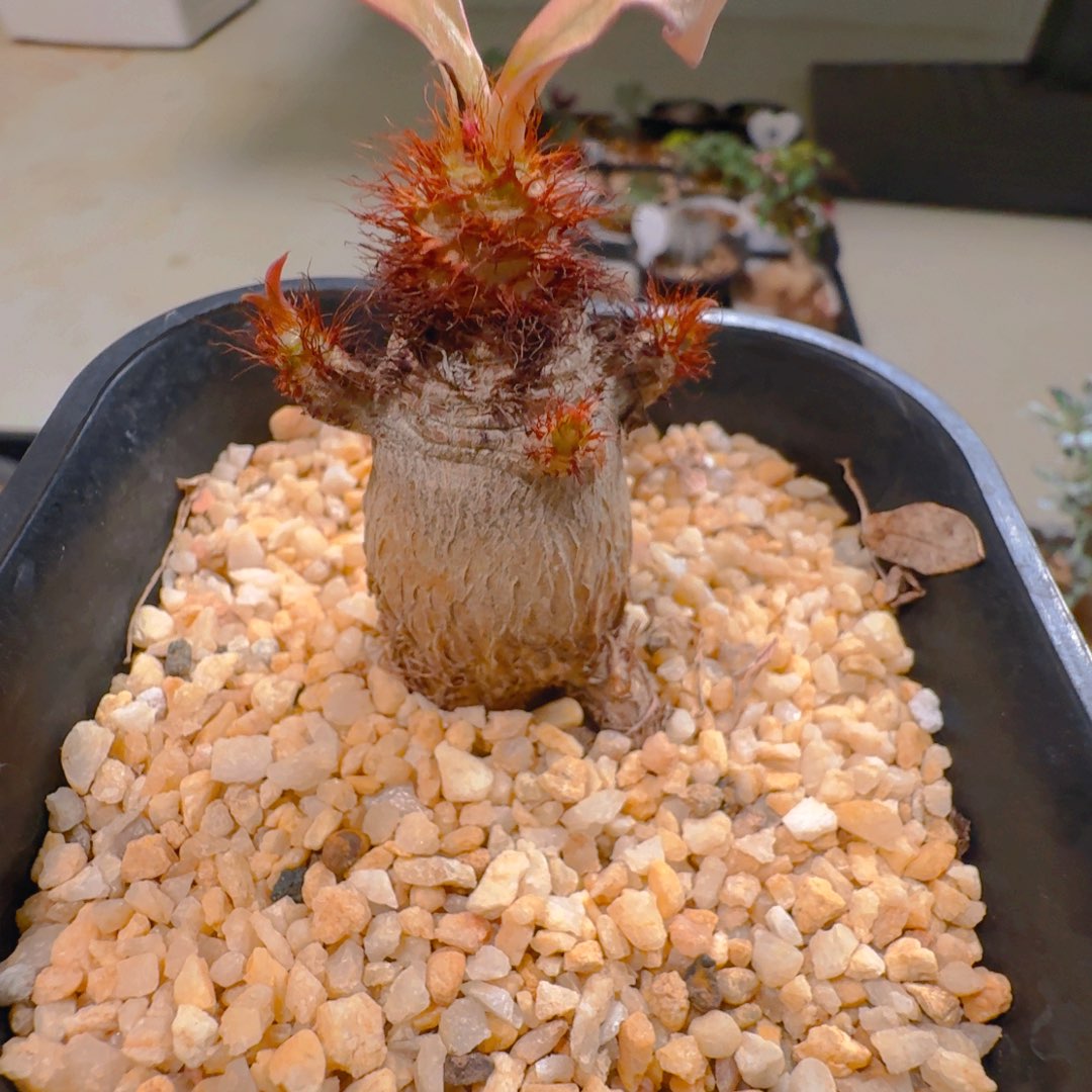 蜜*85象鼻大戟带盆发货