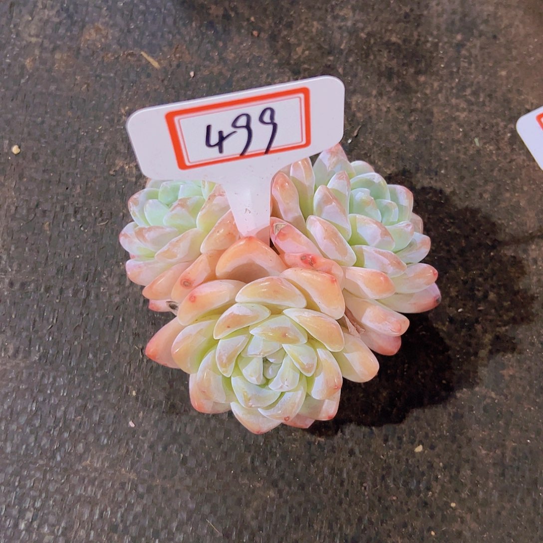 燕499冰玉28元元有元