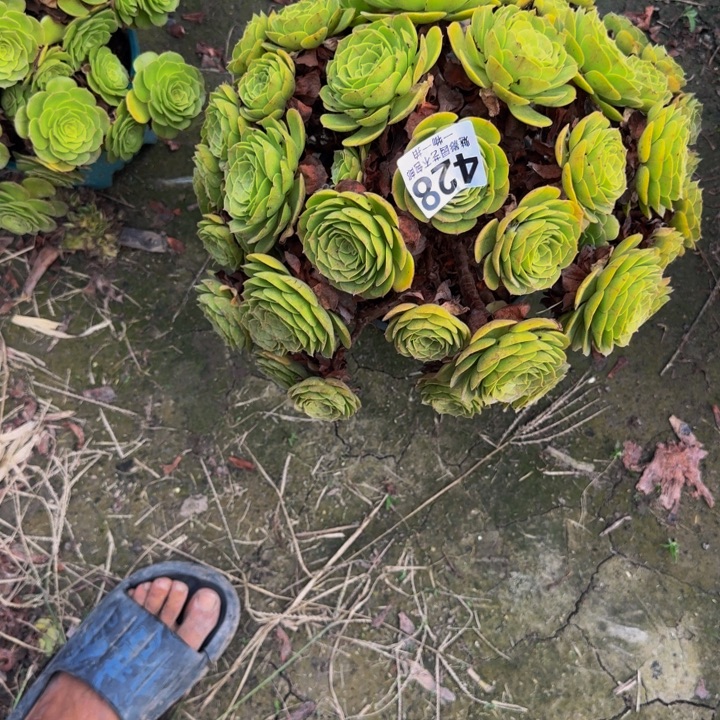 万圣节花29-27包邮花花