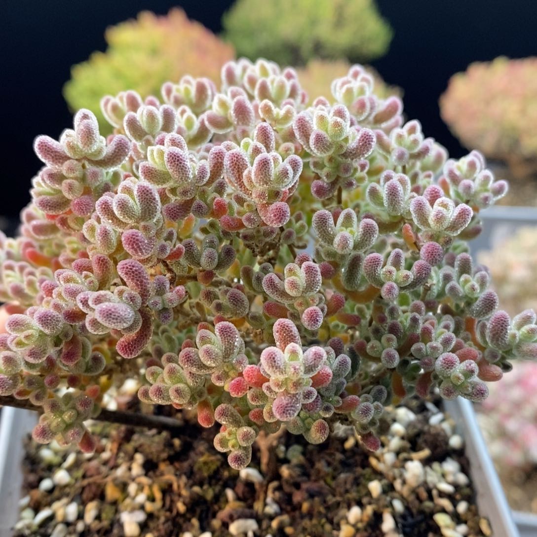 736冰晶，10厘米盆