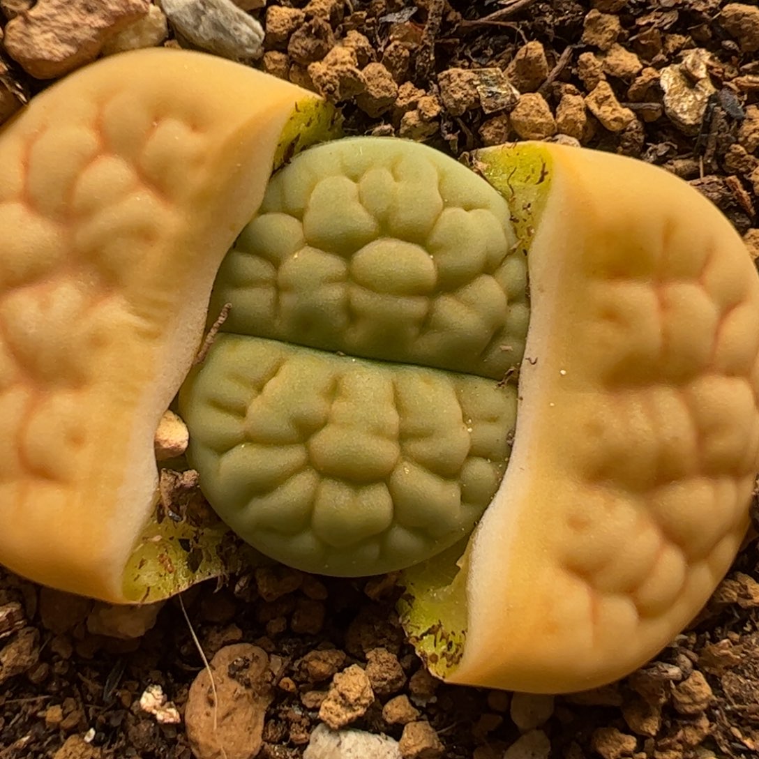 多肉植物百科366