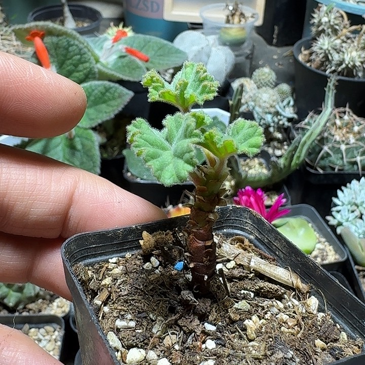 912香草冰激凌洋葵带盆发货