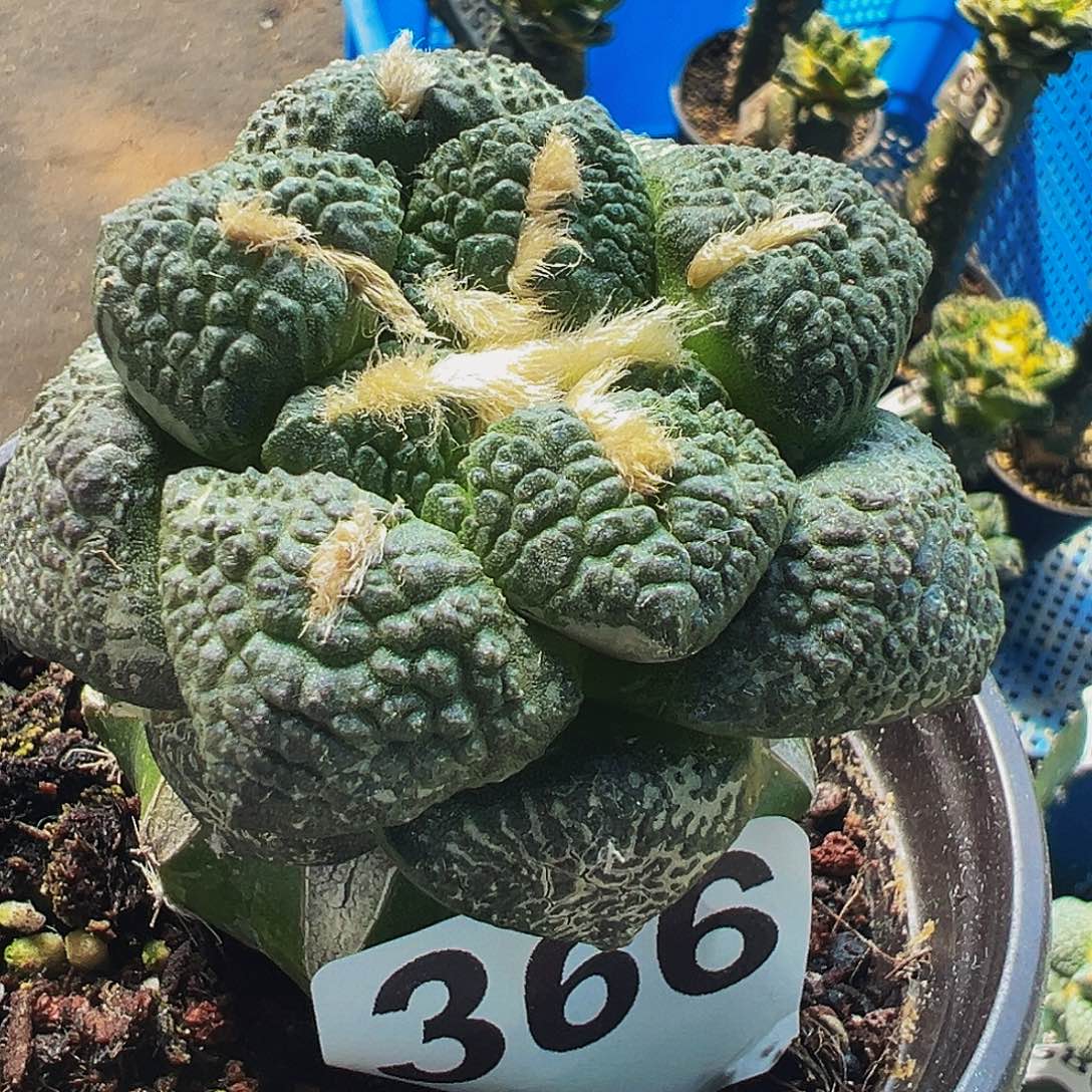 无花朵福利大尤连山牡丹366