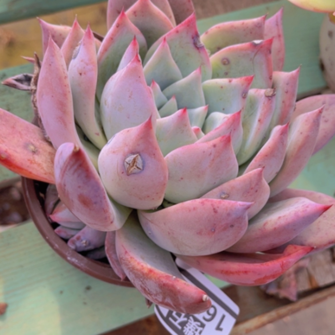 【闪购商品】紫卡16222