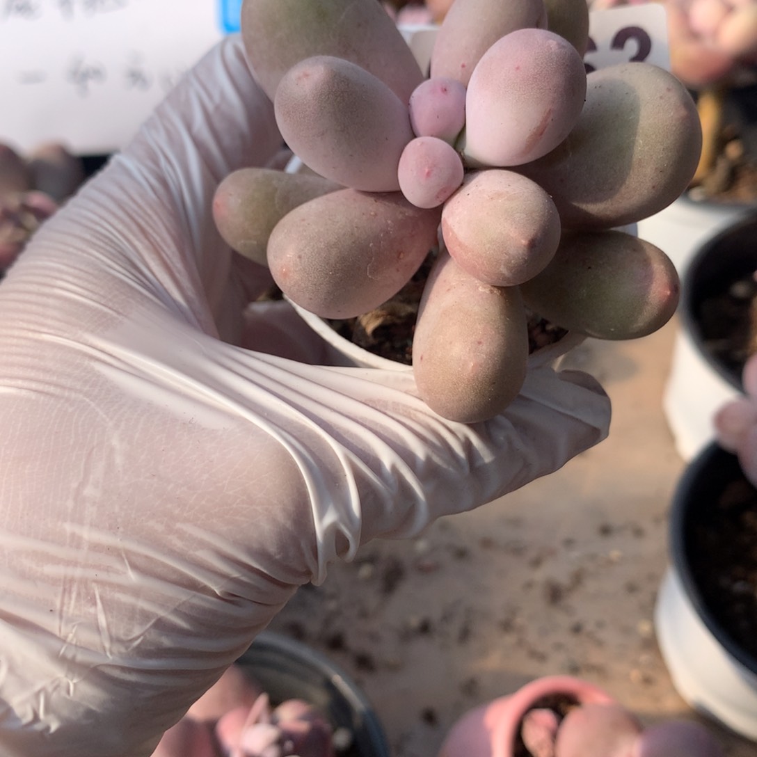 063 韩国米可奶酪多肉