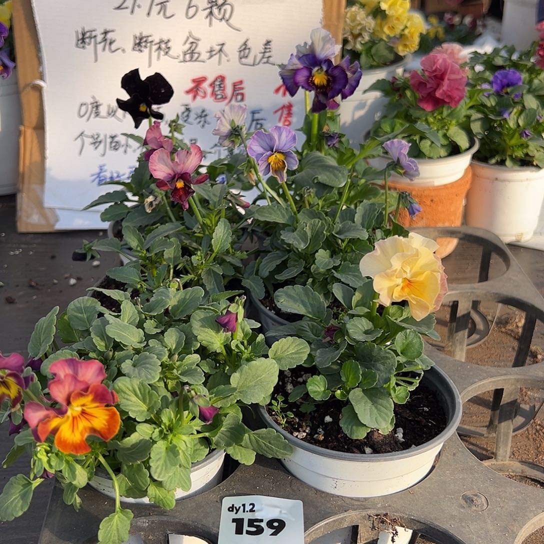 大部分花苞少量开放159号