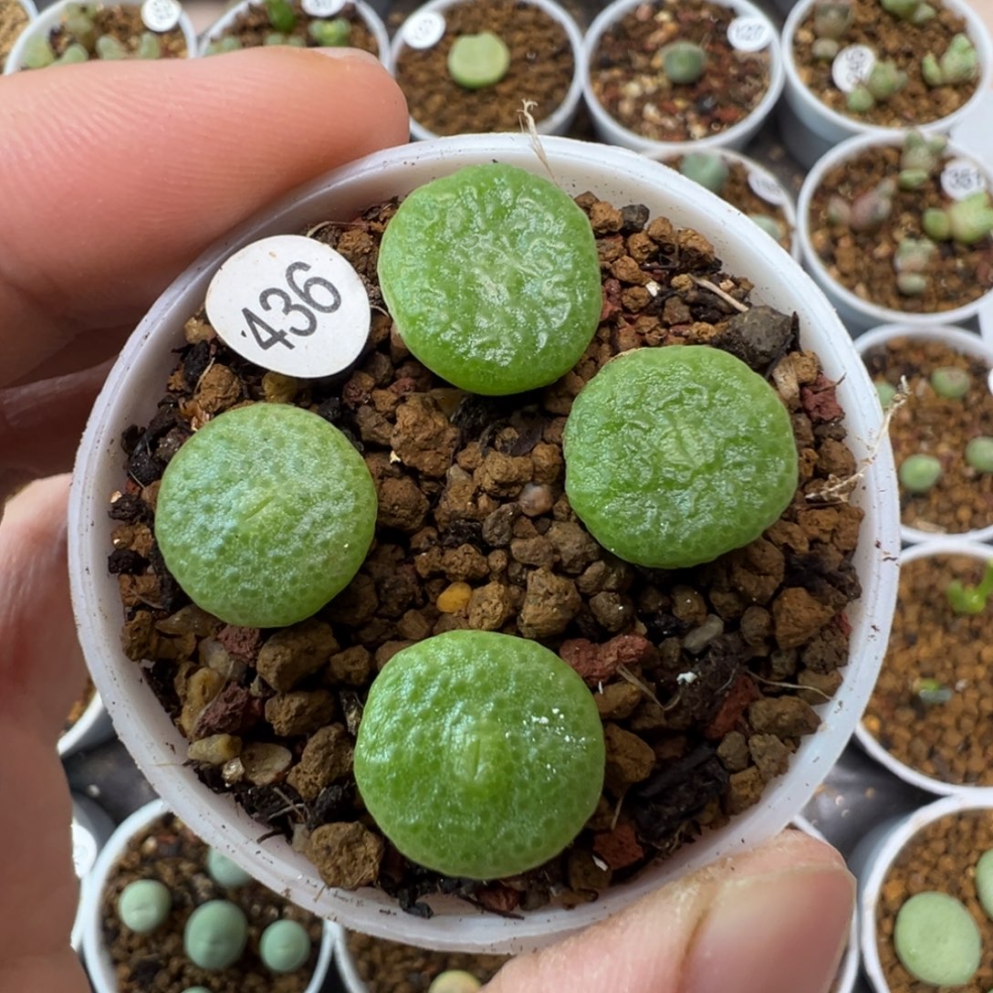 大型青团一颗脱土4360000