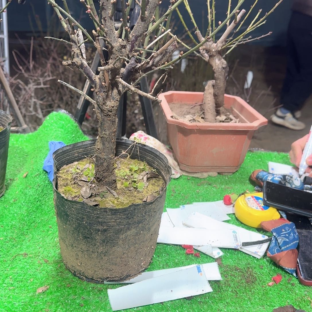 无花朵11111111111111