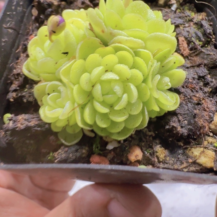 爱丽丝捕虫堇群生王炸一颗