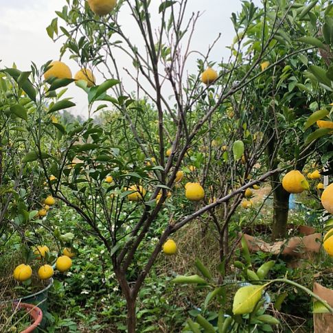 叉***粉完全开放正宗广西黄金贡柚熟桩盆景