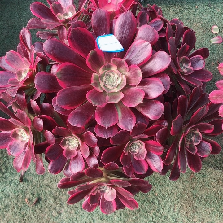 812凤冠多肉法师