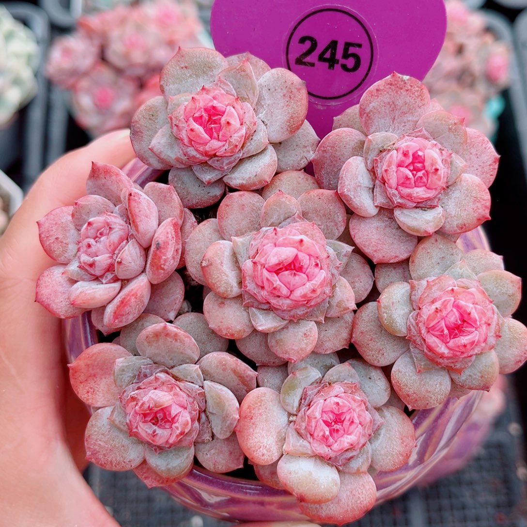 245号琥珀单头7颗组合