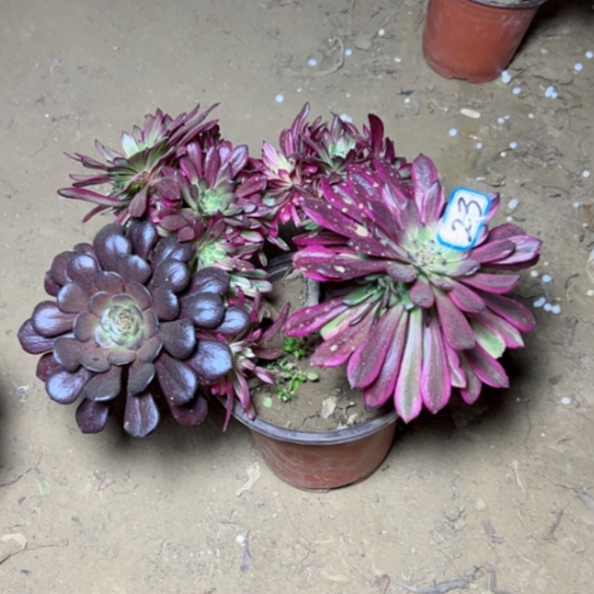 【闪购商品】用****6多肉植物舞天姬23