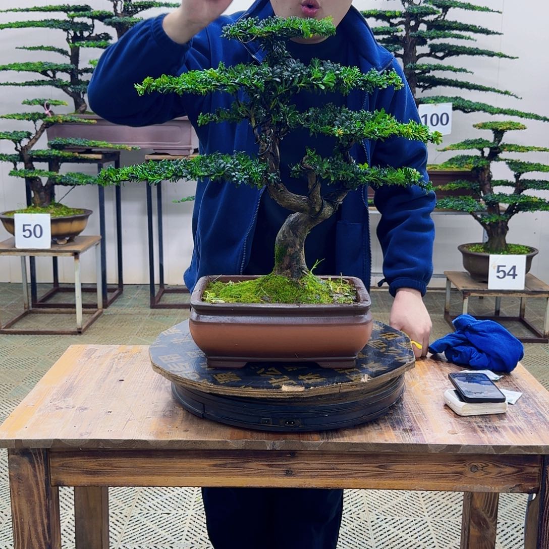 无花朵珍珠红芽罗汉松造型盆景