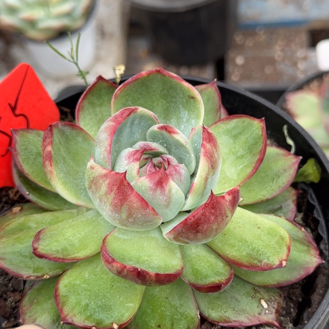 惊鸿一物一拍包装收缩花旱155