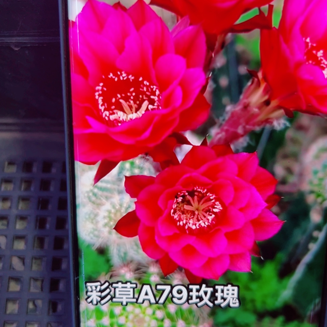 下102彩草A79玫瑰歪无根侧芽4公分左右20包邮