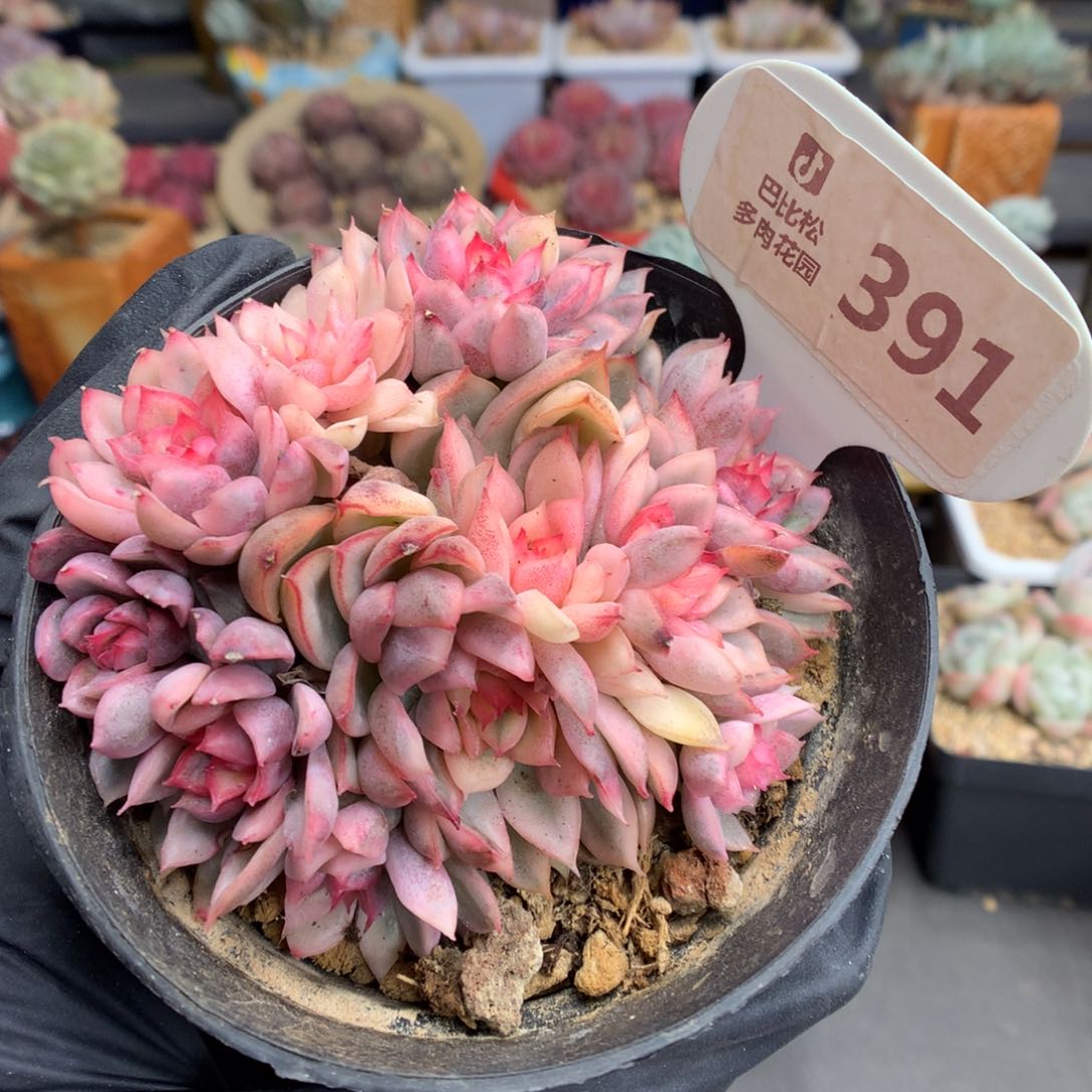 391 女雏锦多肉多肉