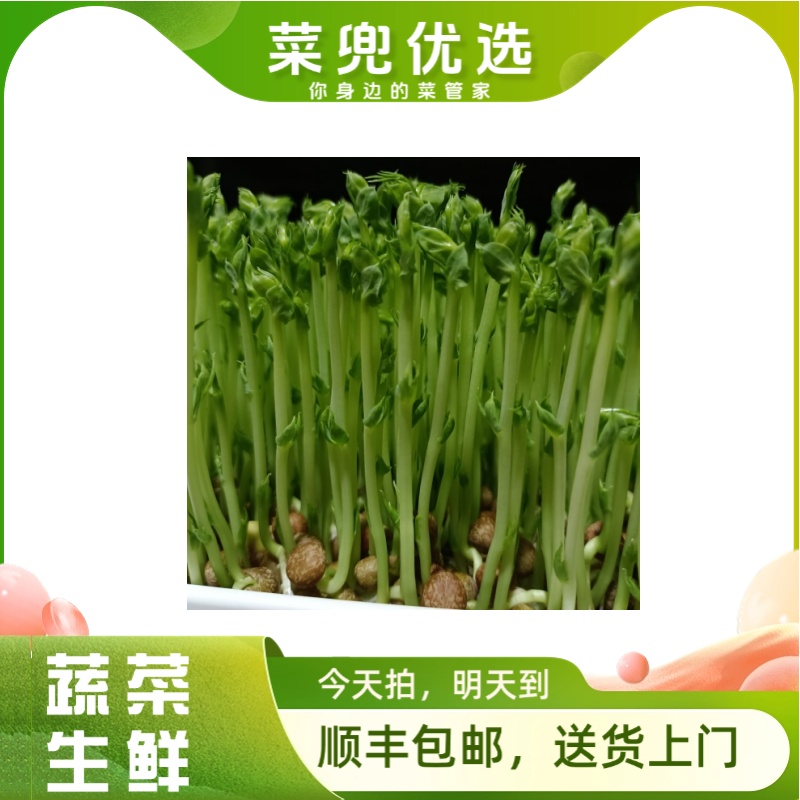 豌豆苗 250g±20g豌豆苗