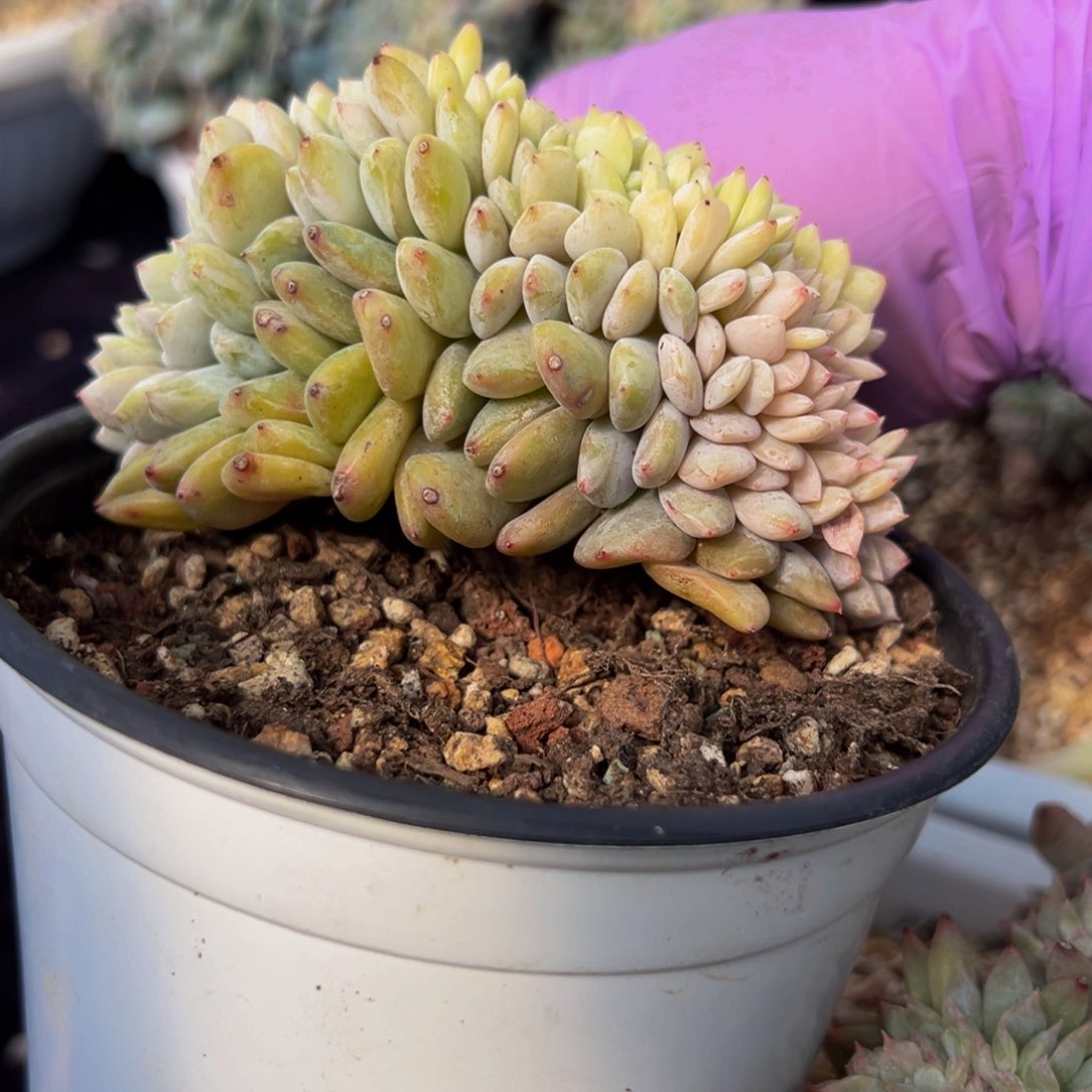 星影 新年快乐 新年快乐