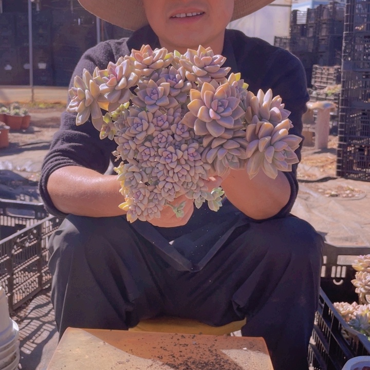 126淡雪缀化一物一拍