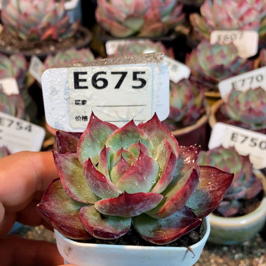 惊鸿一瞥675号多肉