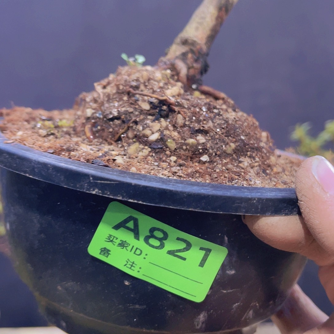 红陶直播时间一定一起