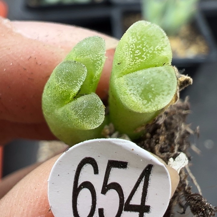 654号这颗多肉有点好看