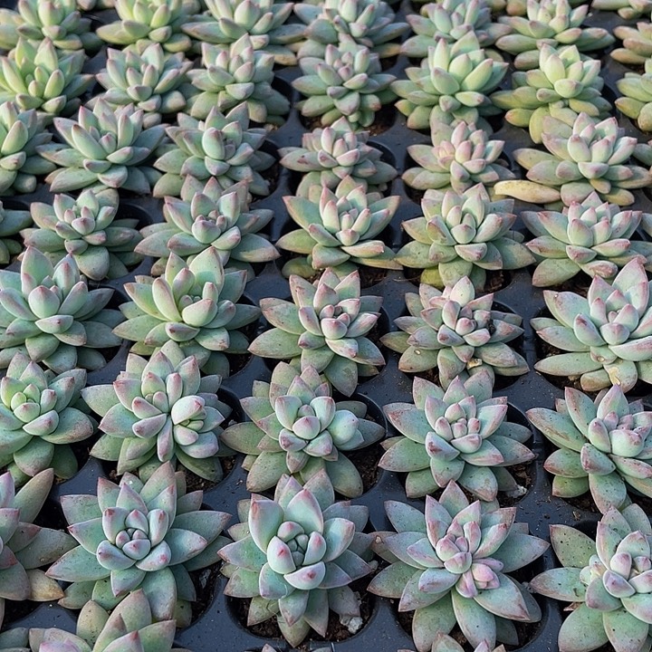 小树冰1元带土发货