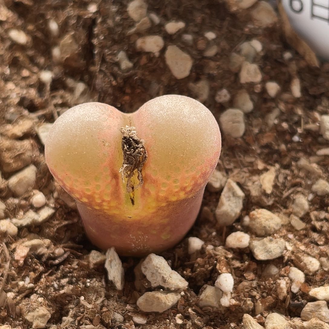 6-62肉锥c10多肉植物