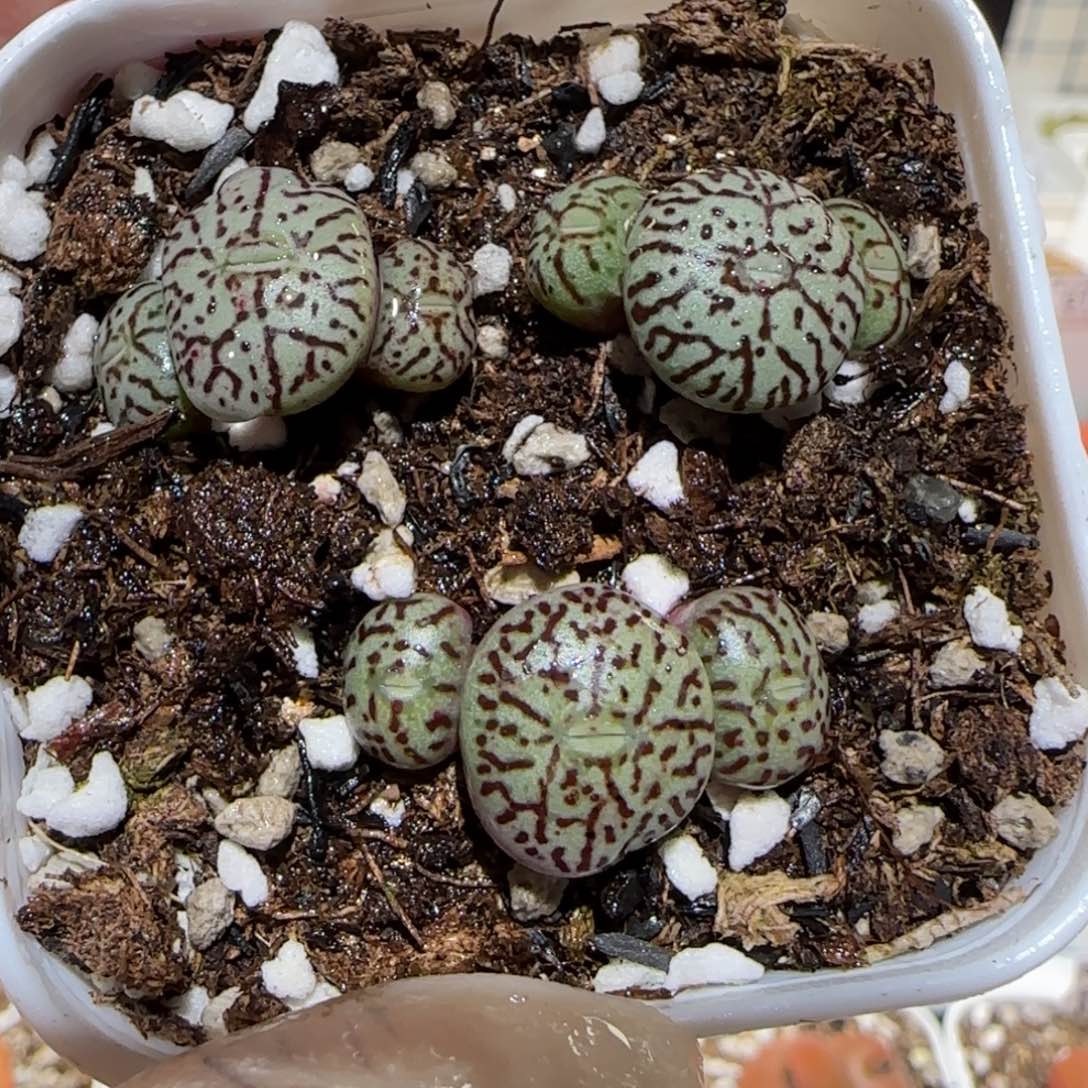 肉锥多肉植物百科3-rr714墨一盆164