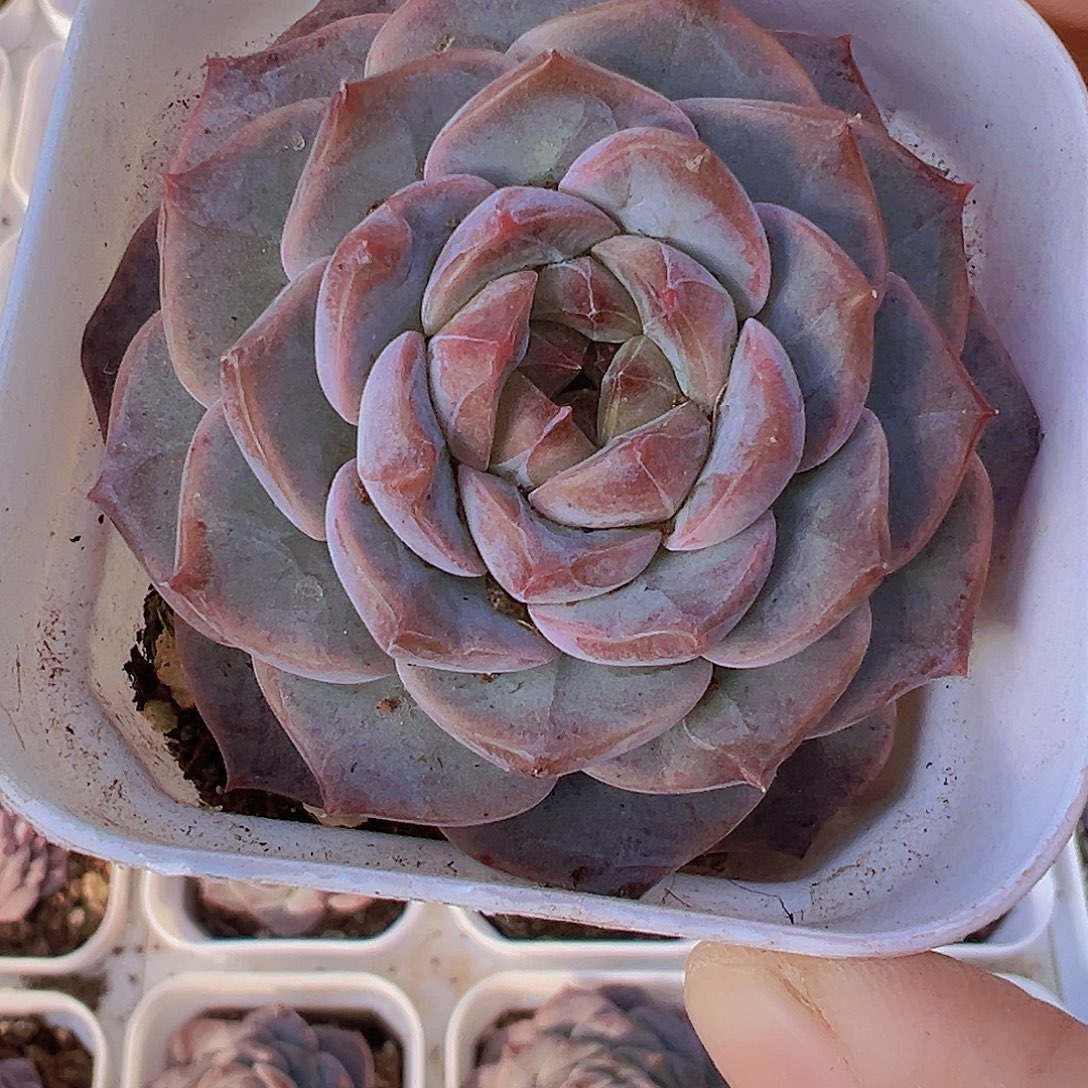 紫雾19包邮多肉植物